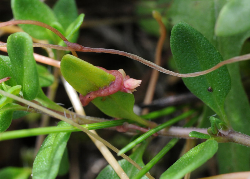 Cuscuta_epithymum._On_Thyme.jpg