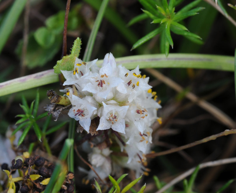 Cuscuta_epithymum._Closeup.jpg