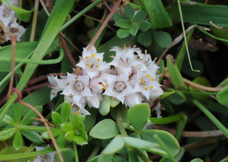 Cuscuta_epithymum._Closeup.6.jpg