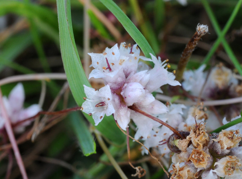 Cuscuta_epithymum._Closeup.5.jpg