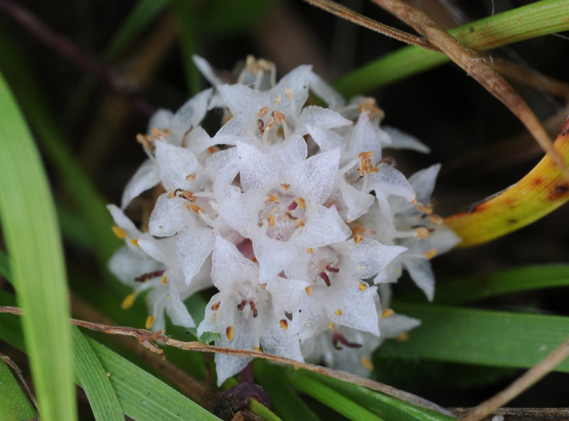 Cuscuta_epithymum._Closeup.2.jpg