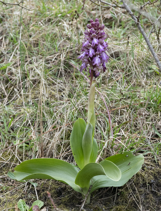 Himantoglossum robertianum.4.jpg