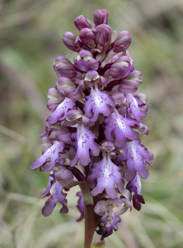 Himantoglossum robertianum. Closer.3.jpg