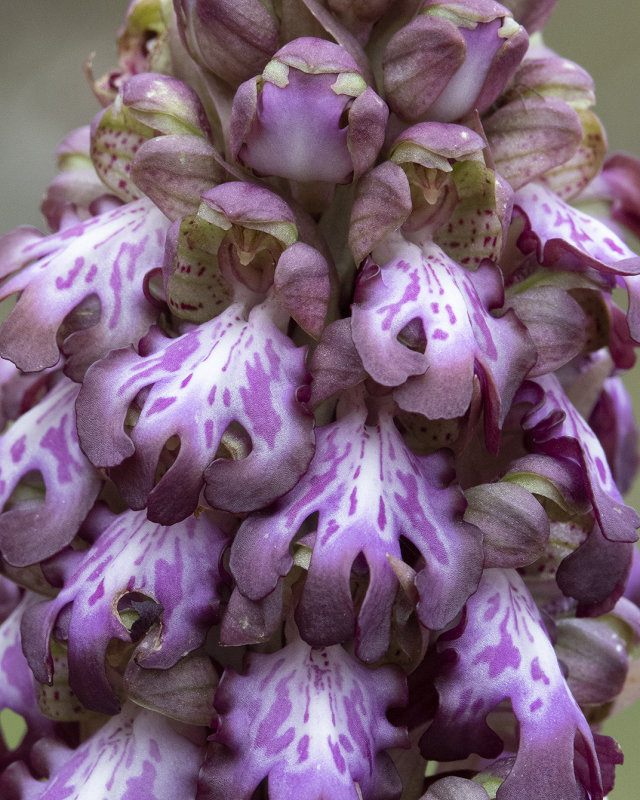 Himantoglossum robertianum. Close-up.jpg