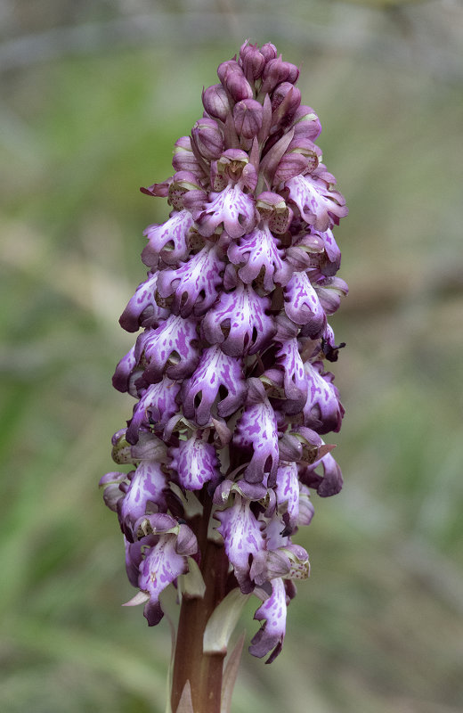 Himantoglossum robertianum 10. Close-up.jpg