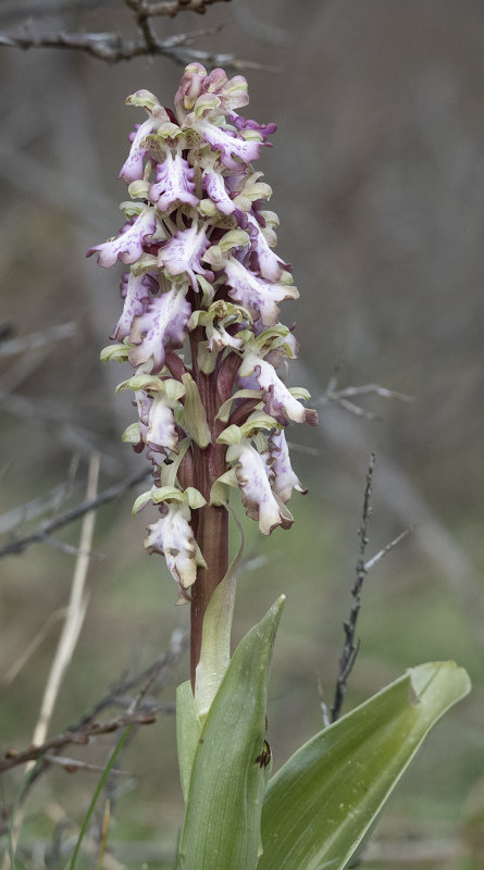 Himantoglossum robertianum. Closer 1.jpg