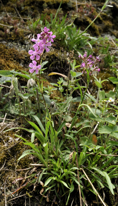 Lychnis viscaria.2.jpg