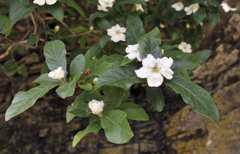 Mespilus germanica.jpg