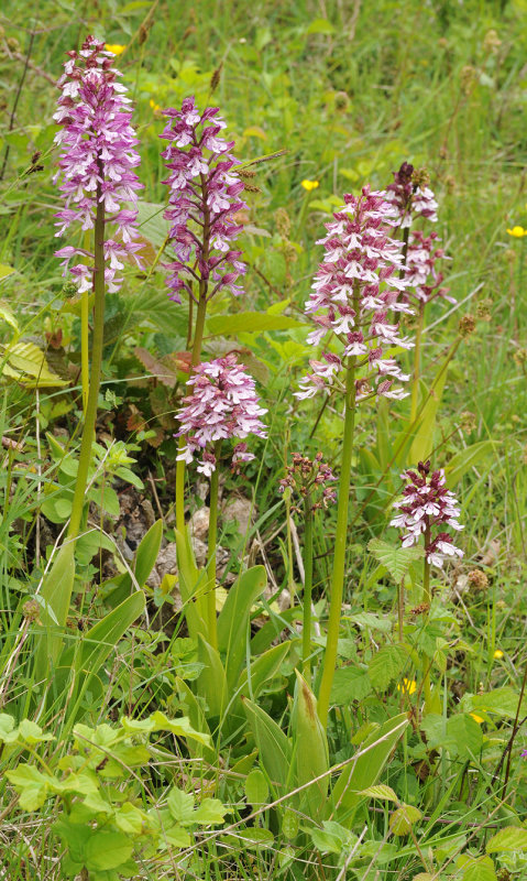Orchis purpurea and militaris hybrid swarm.5.jpg