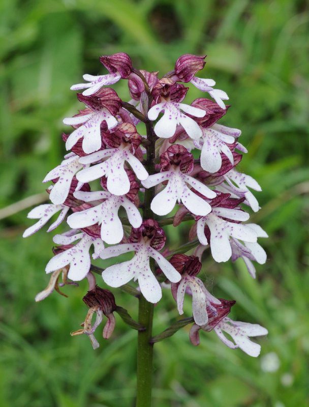 Orchis purpurea. Closer.3.jpg