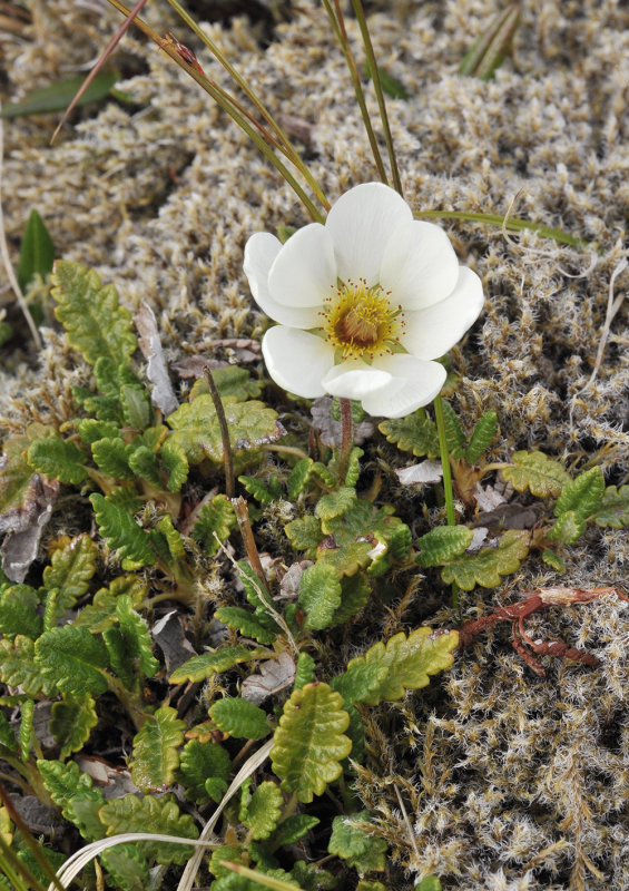 Dryas octopetala.3.jpg