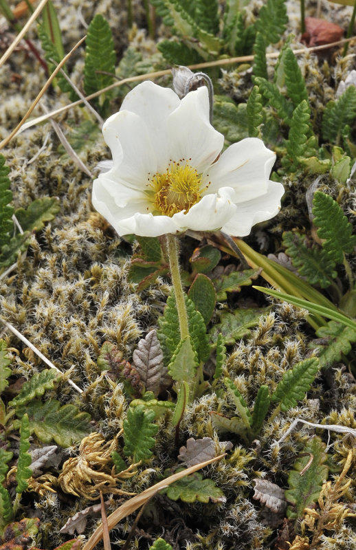 Dryas octopetala.jpg