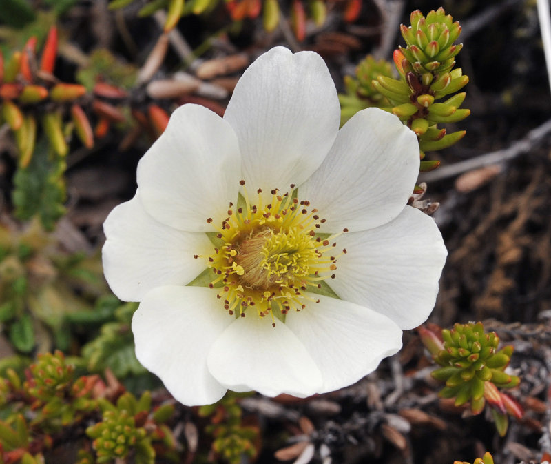 Dryas octopetala. Close-up.jpg