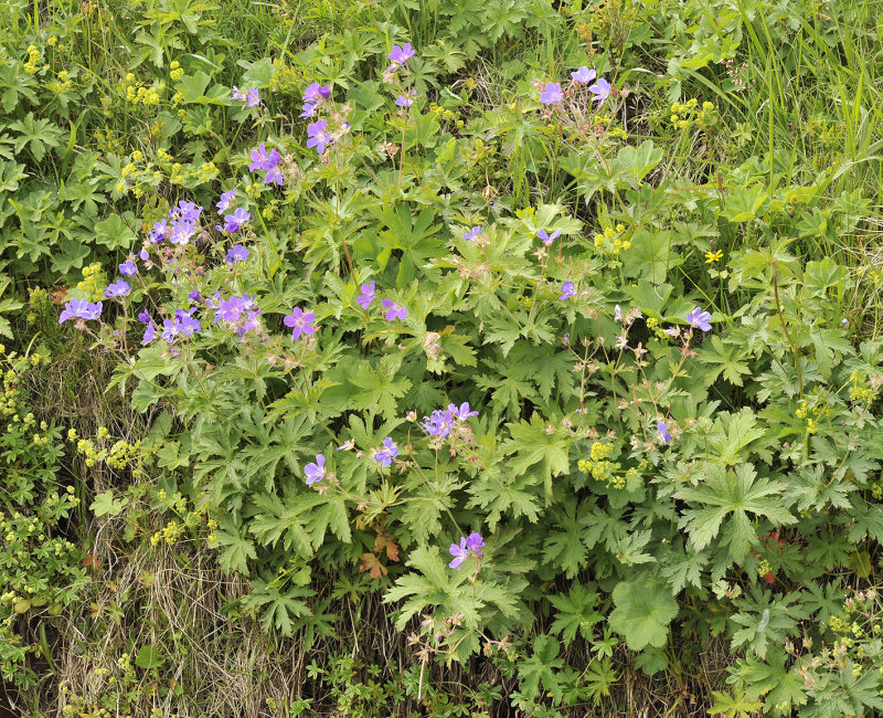 Geranium sylvaticum.jpg