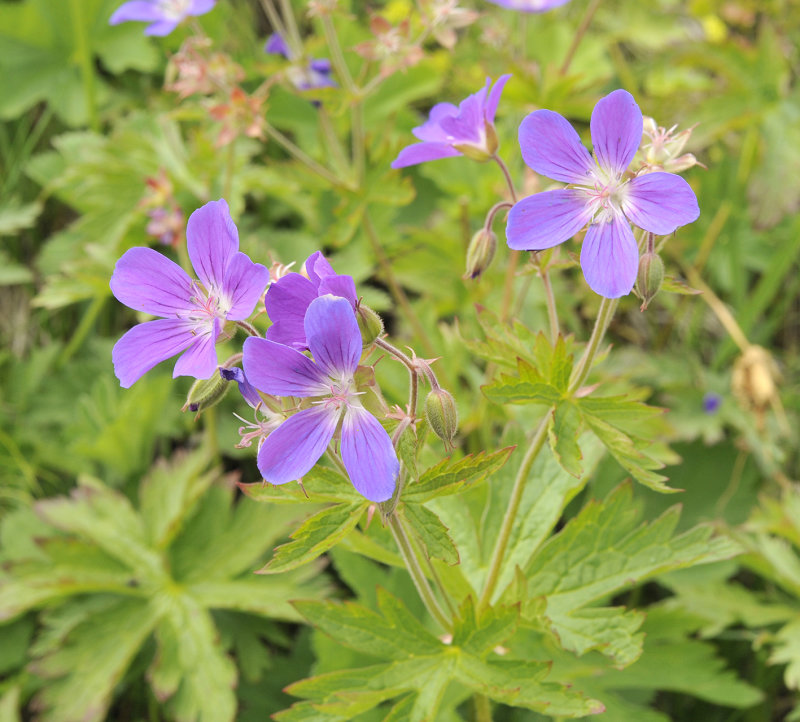 Geranium sylvaticum.Closer.jpg