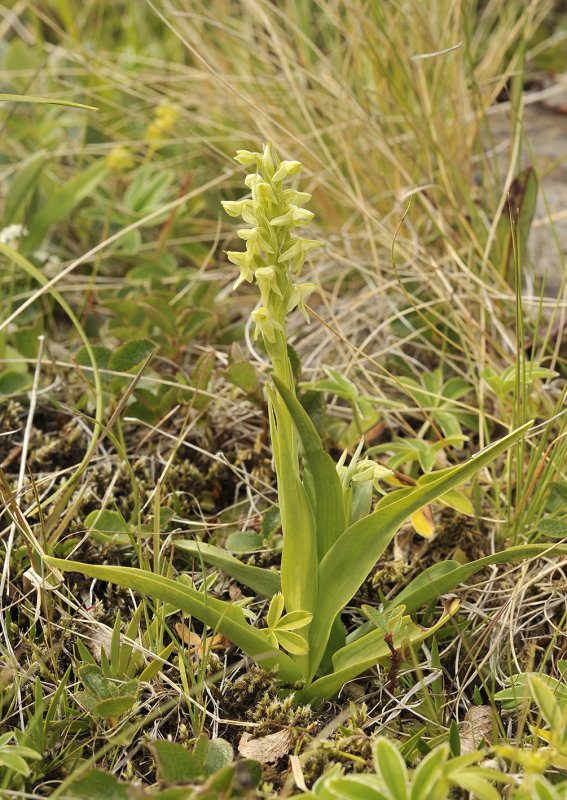Platanthera hyperborea.jpg