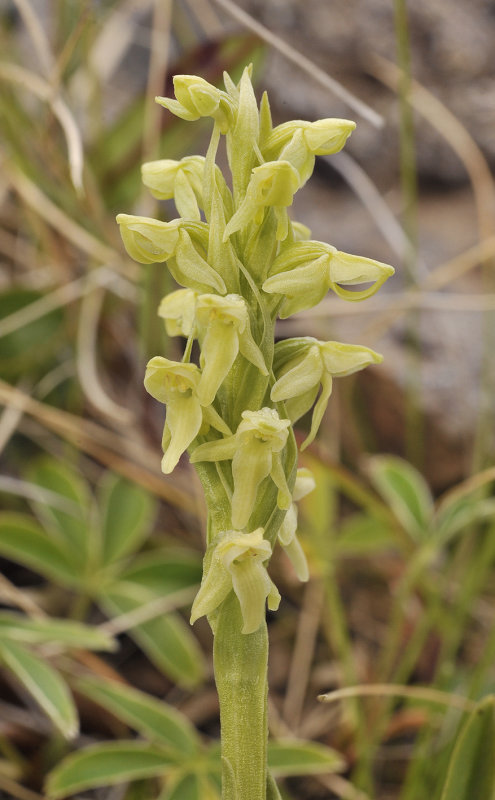 Platanthera hyperborea. closer.2.jpg