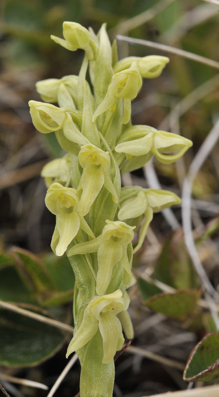 Platanthera hyperborea. close-up.1.jpg