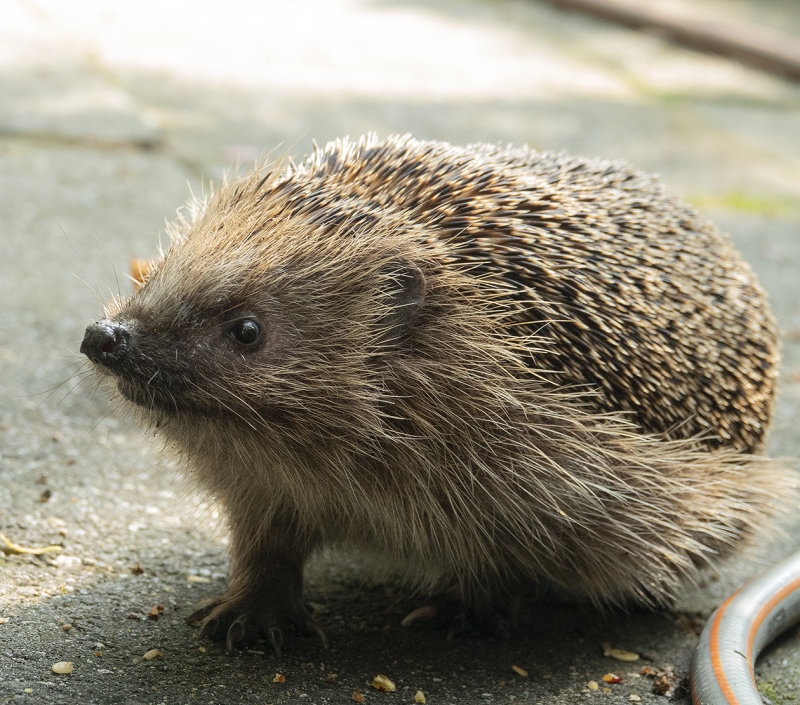 hedgehog.2.jpg