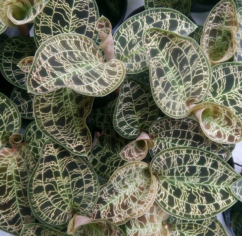 Macodes 8.jpg