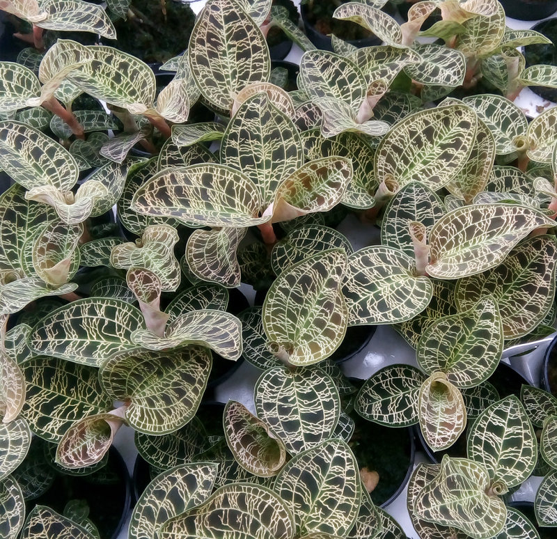 Macodes 9.jpg
