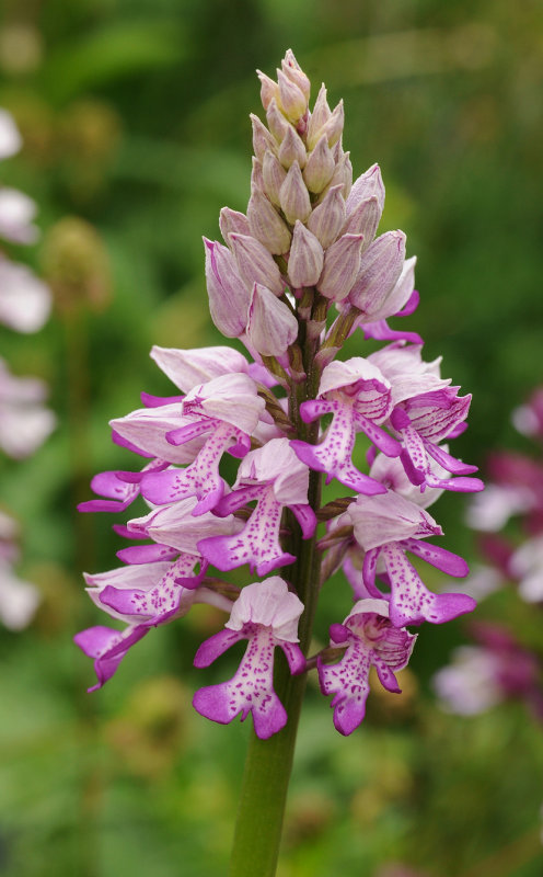 Orchis militaris. Closer.jpg
