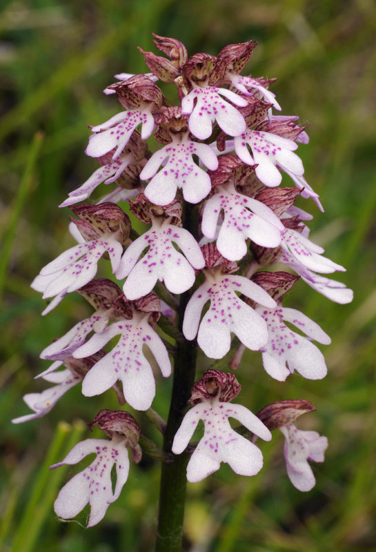 Orchis purpurea. Closer.2.jpg