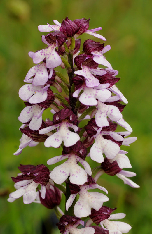 Orchis purpurea. Closer.6.jpg