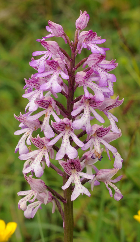 Orchis x hybrida. Closer.3.jpg