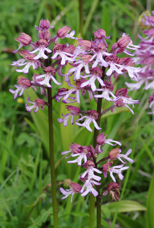 Orchis x hybrida. Closer.4.jpg