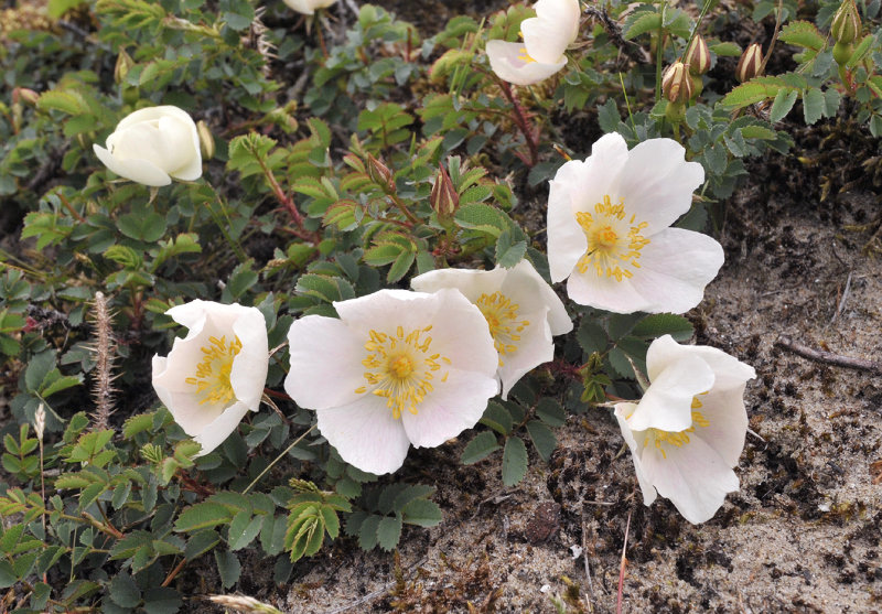 Rosa pimpinellifolia.3.jpg