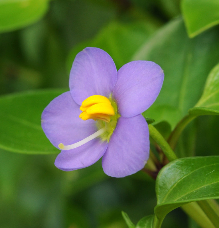 Exacum affine. Close-up side.jpg