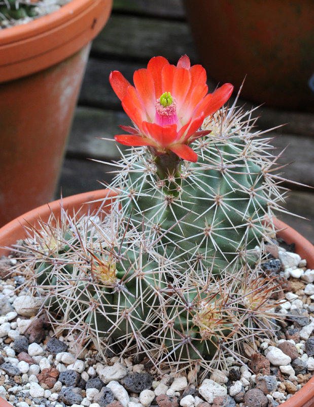 Echinocereus coccineus. La Naz, New Mexico 1800m LZ388.jpg