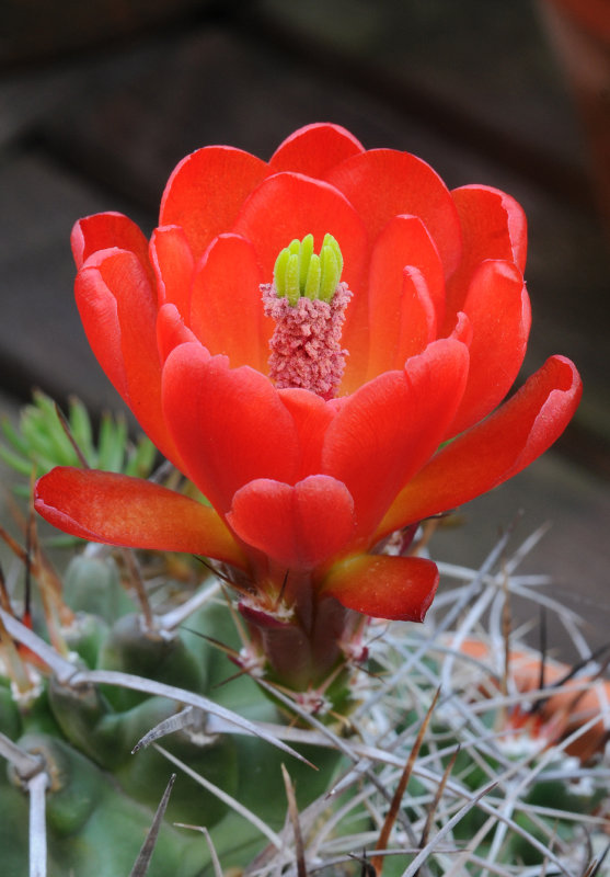 Echinocereus triglochidiatus. Close-up. Santa Fe.jpg