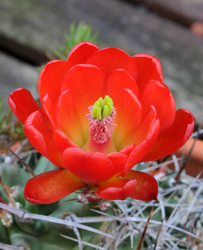Echinocereus triglochidiatus. Close-up. Santa Fe.3.jpg