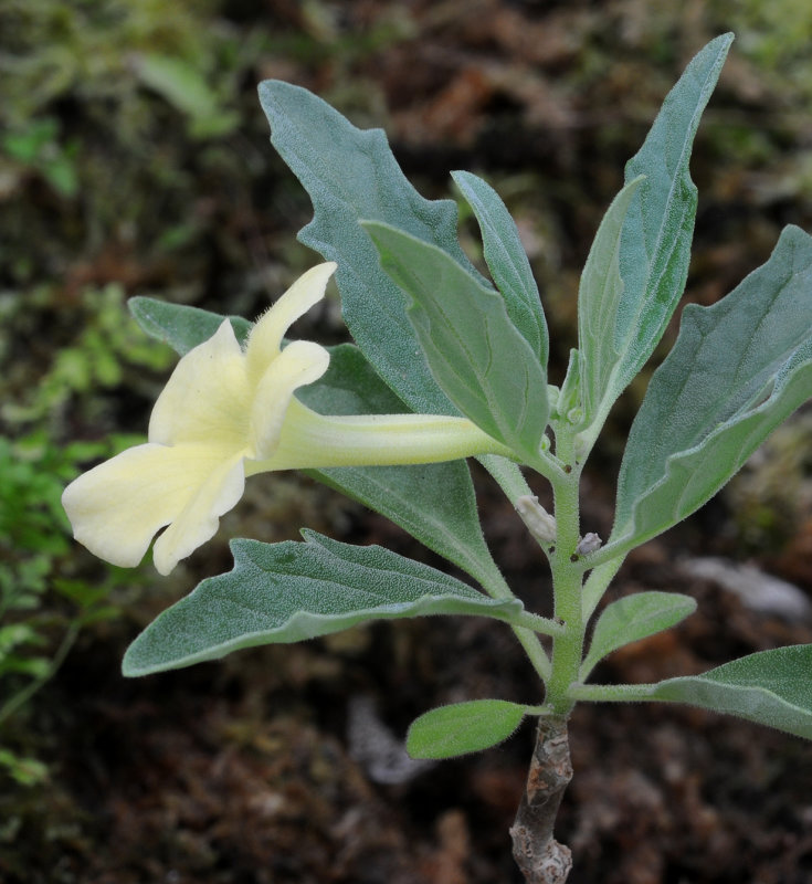 Pedaliaceae. Side.jpg