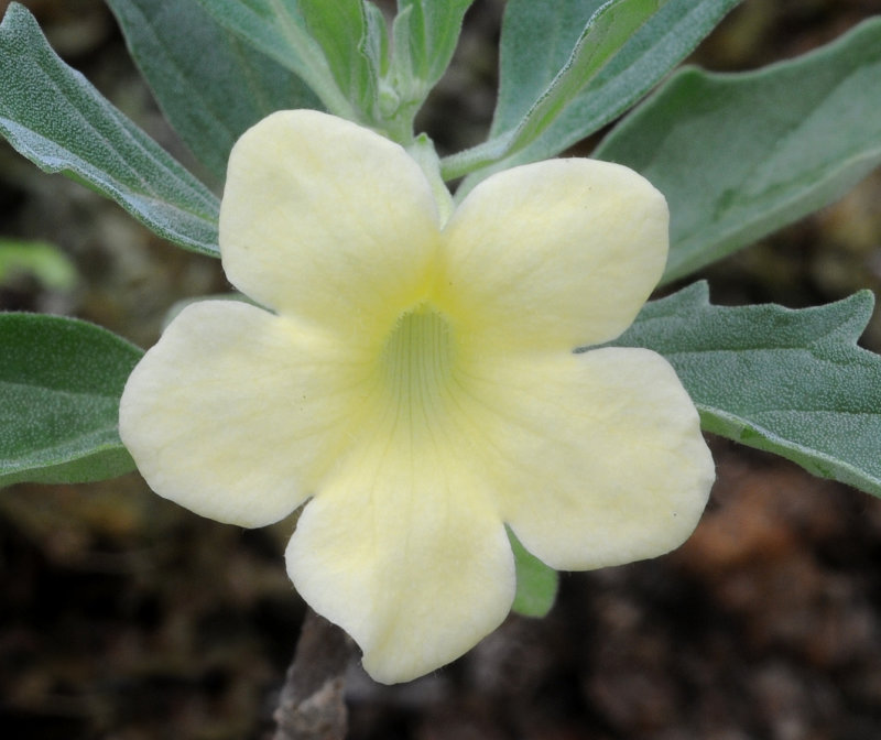 Pedaliaceae. Close-up.jpg