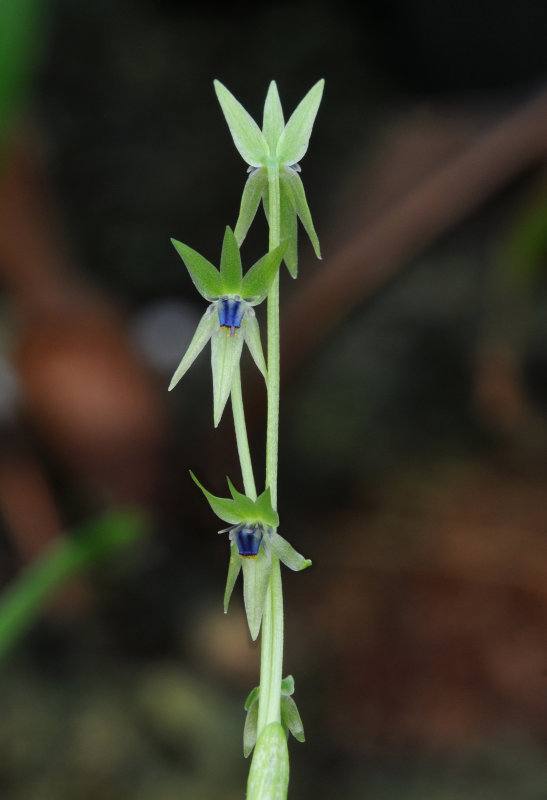 Miersia chilensis. Closer.jpg