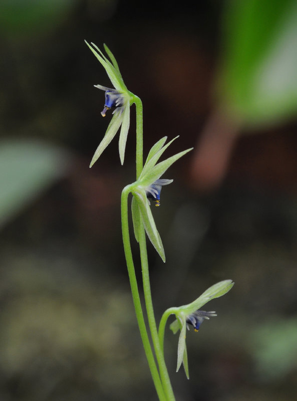 Miersia chilensis. Closer Side.jpg