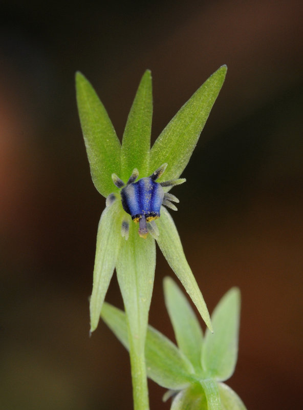 Miersia chilensis. Close-up.4.jpg