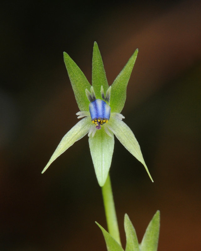 Miersia chilensis. Close-up.5.jpg