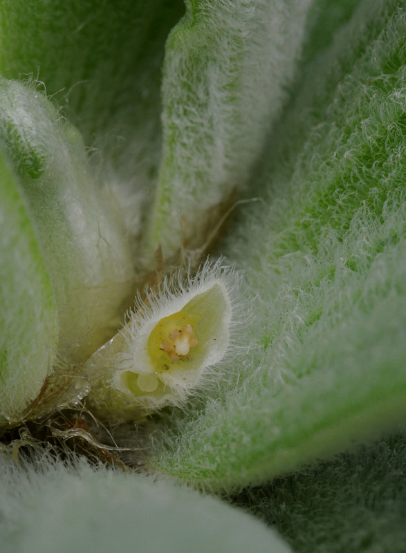 Pistia.jpg