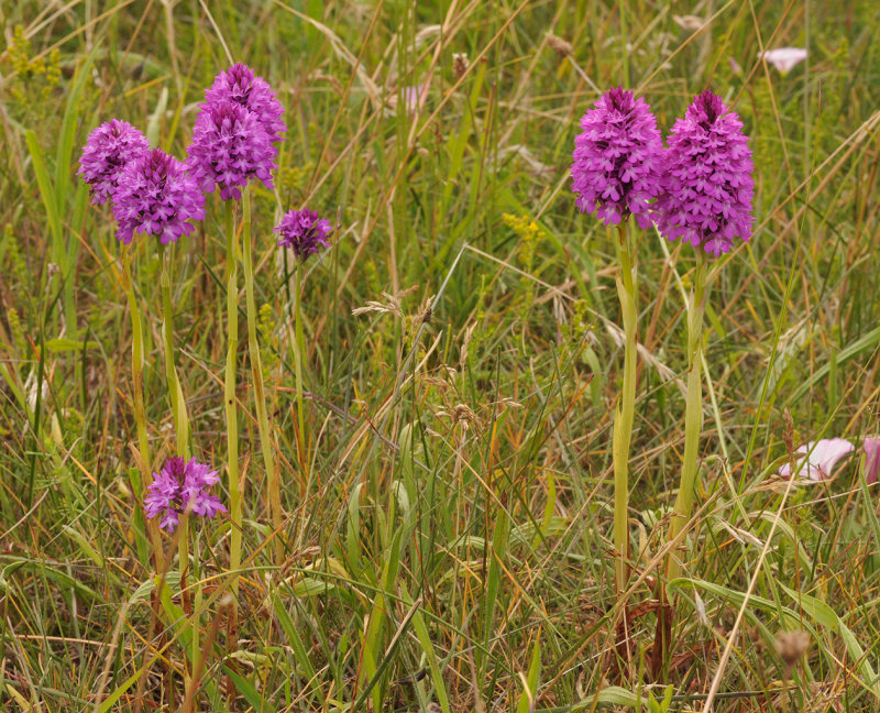 Anacamptis pyramidalis.3.jpg