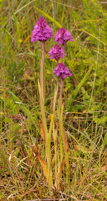 Anacamptis pyramidalis (2).jpg