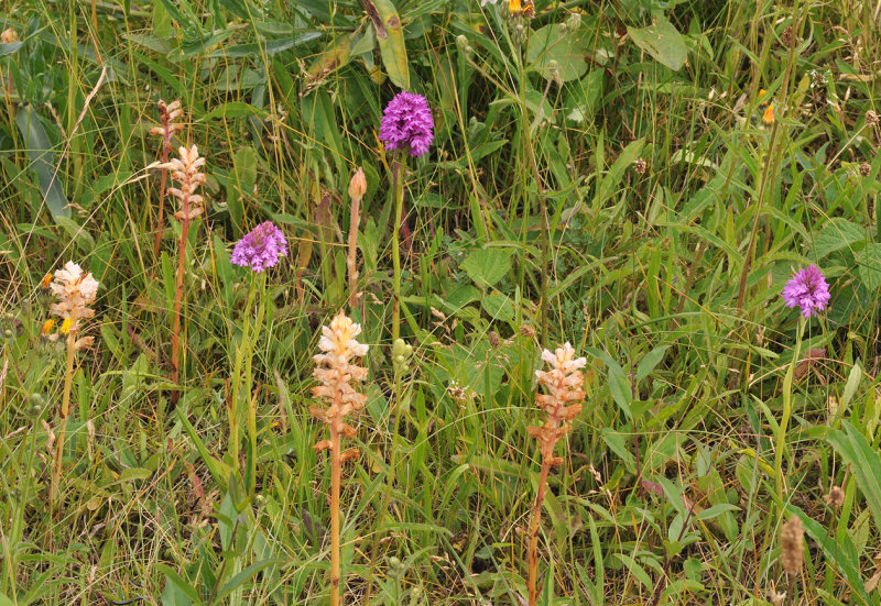 Anacamptis pyramidalis and Orobanche picridis.jpg