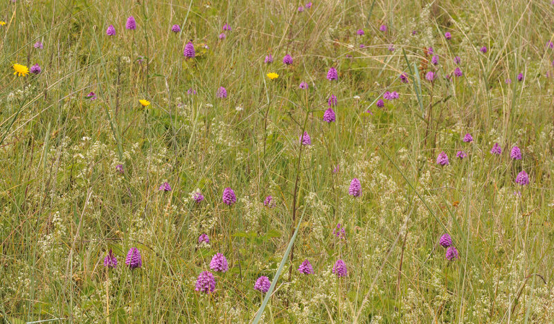 Anacamptis pyramidalis field.3.jpg