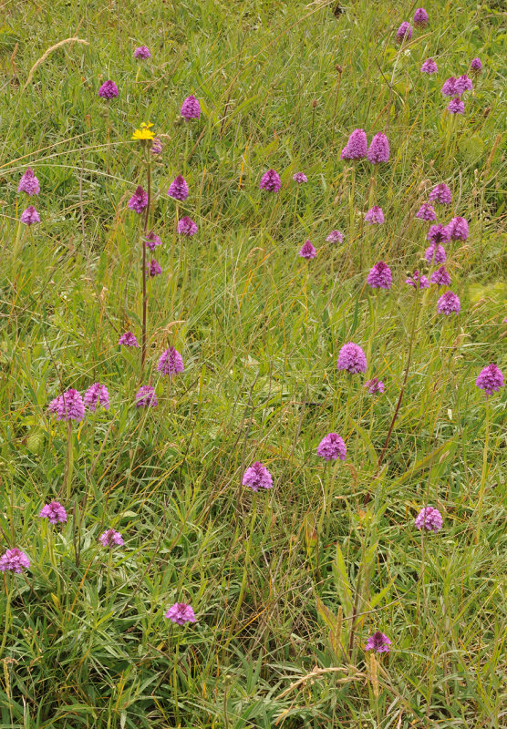 Anacamptis pyramidalis field.2.jpg
