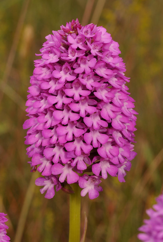 Anacamptis pyramidalis.Closer.jpg