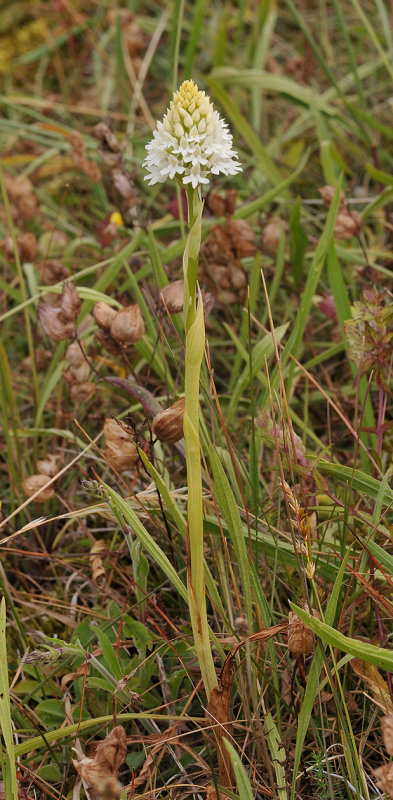 Anacamptis pyramidalis white flowered form.jpg