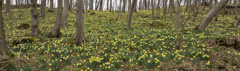 Narcissus pseudonarcissus ssp. pseudonarcissus.12 ..jpg